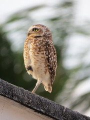 burrowing owl