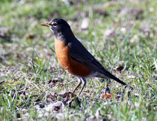 Robin #28