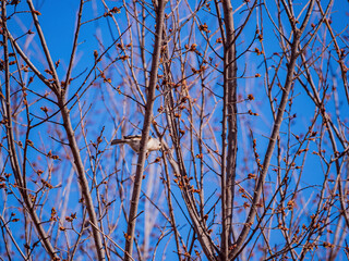 Close up shot of Tufted titmouse eating on a tree