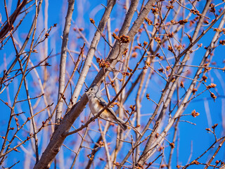 Close up shot of Tufted titmouse eating on a tree