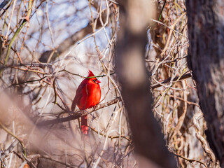 Close up shot of a cute male Northern cardinal on a tree