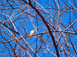 Close up shot of American goldfinch eating on a tree