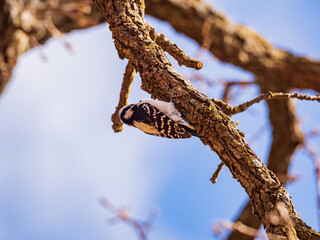 Close up shot of female Hairy woodpecker digging on a tree