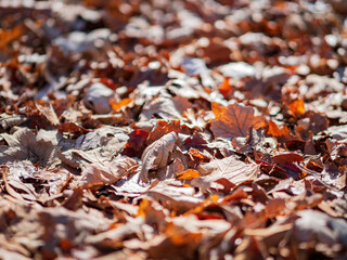 Close up shot of many dried leaves on ground