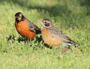 Mother and Juvenile