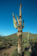 A decaying saguaro cactus (Carnegiea gigantea)