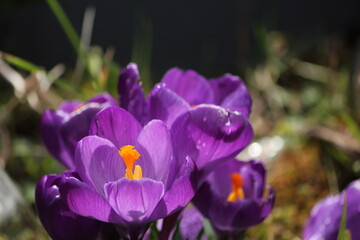 Striking Purple and Orange Crocuses