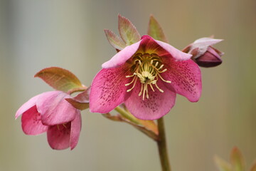 Hellebore in Bloom