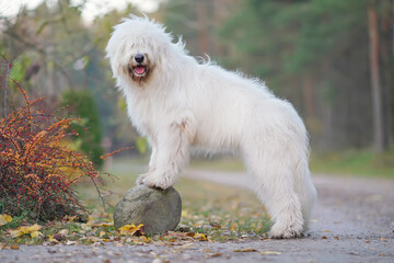 Obedient young South Russian Shepherd dog posing outdoors with a stone standing on a rural road in autumn