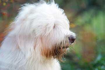 The portrait of a young South Russian Shepherd dog posing outdoors in autumn