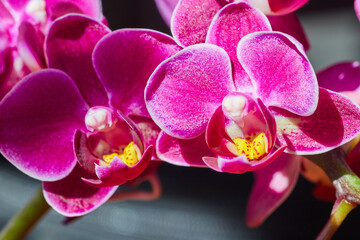 Detail of vibrant pink and yellow orchids