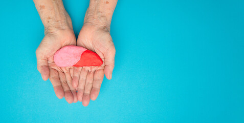 Liver shape made from plasticine on a palm senior woman over a blue background