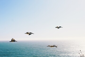 Fototapeta na wymiar pelican's flying