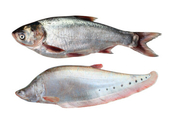 Two fresh raw fish isolated on white background ( Freshwater fish )