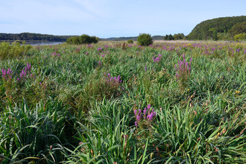エゾミソハギの群落（北海道・小清水町）
