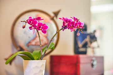 Still life of pink orchid flowers in home with globe and camera