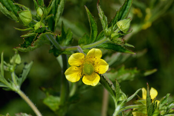 オオダイコンソウの花（北海道・知床）

