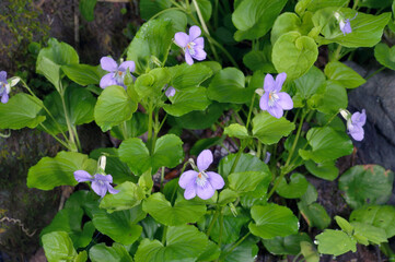 オオタチツボスミレ（北海道・知床）
