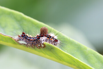 The shaggy caterpillar of a butterfly larvae on green leaf
