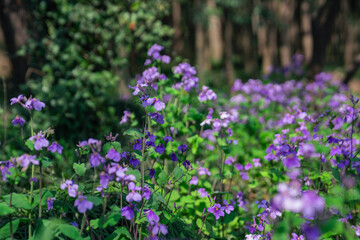 Close view of a crowd of purple wild flowers blooming in a forest, spring time.