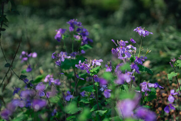 Close view of a crowd of purple wild flowers blooming in a forest, spring time.