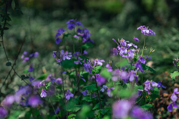 Close view of a crowd of purple wild flowers blooming in a forest, spring time.