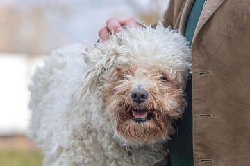 A cute white pumi dog cuddling with its owner