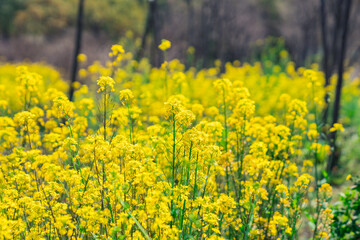 Close view of the yellow blooming canola flowers during spring time.