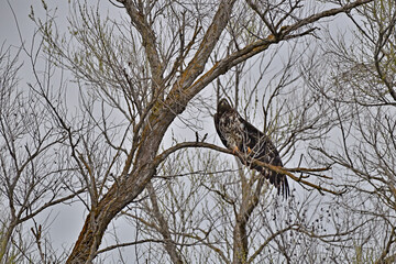 Fototapeta na wymiar Juvenile Bald Eagle, aka Haliaeetus leucocephalus on a Tree