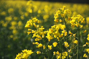 Rapeseed field on a sunny day. Sharp flower and blurry background
