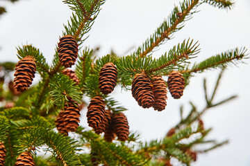 Detail of acorns on pine tree in winter