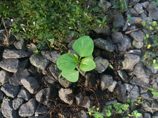 A wild plant Acalypha Indica grows in the garden