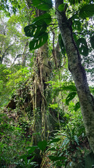 Fototapeta premium tree in the forest