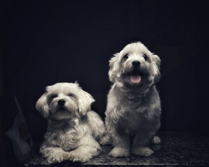 Malt breed dog couple