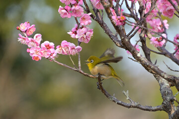 紅梅の枝から飛びたつ直前のメジロ