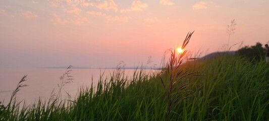 sunset in the grass