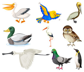 Different kinds of birds collection