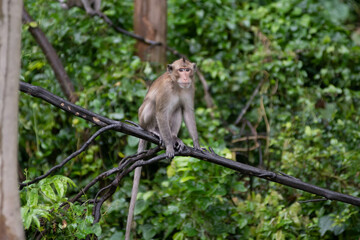 japanese macaque sitting on a tree