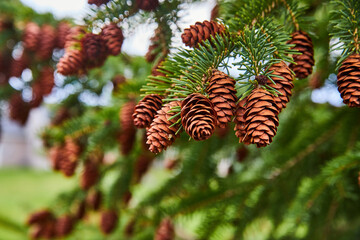 Pine tree detail covered in pinecones