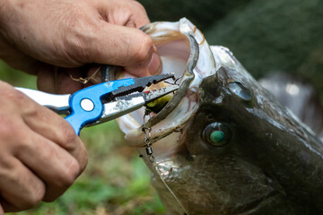 The fisherman use fishing pliers, squeeze and remove the hooks form sea bass