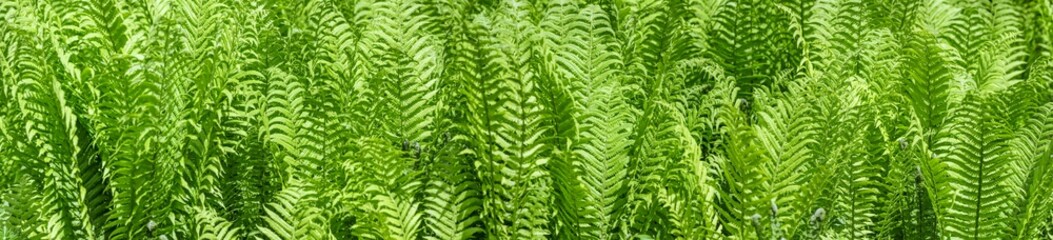 young green shoots of ferns illuminated by sunlight. natural green leaves texture.