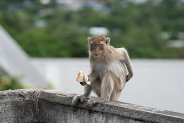Naklejka premium japanese macaque sitting on the stone