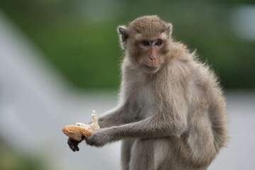 long macaque
