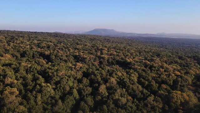 Aerial view of Oak forest in Golan Heights and Mount Hermon Oak forest in Golan Heights, Mt. Hermon in Background, Drone shot, Israel.