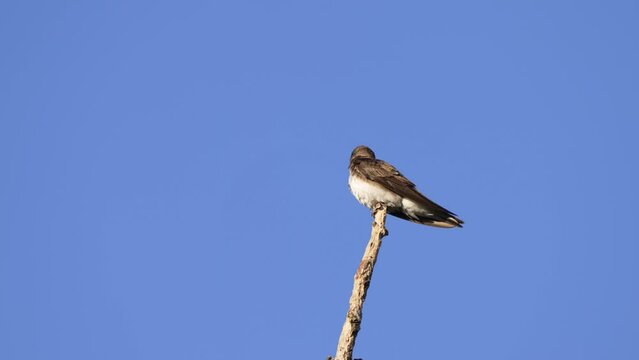 Wet brown-chested martin, progne tapera, shake excessive water off its plumages, drying on top of a stick against clear blue sky background on a sunny afternoon at pantanal brazil.