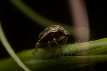 macro of a bug on a leaf