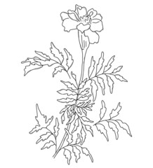 Beautiful flower. branch with blooming marigold with leaves. Vector illustration. Linear hand drawing, sketch of seasonal plant
