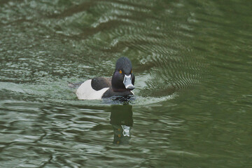 A view of male Ring-necked duck swimming in the pond.   Reifel Bird Sanctuary BC Canada
