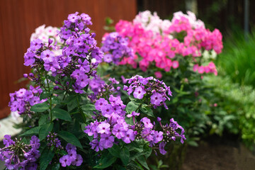 Purple phlox in the garden. A large bush with beautiful flowers. Summer flowers in the garden.