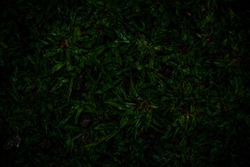 Close-up Photo of Green Leaves for Background